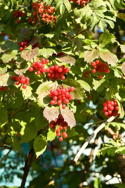stock image Clusters of berries