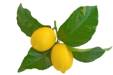 limon