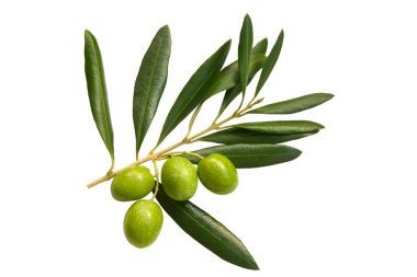 Olives clipart