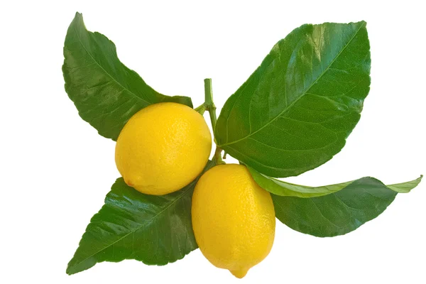 stock image Lemons