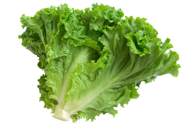 Salată verde crizată — Fotografie, imagine de stoc
