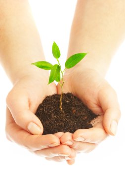 Human hands and young plant clipart