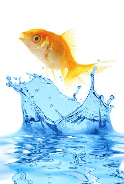 The gold small fish clipart