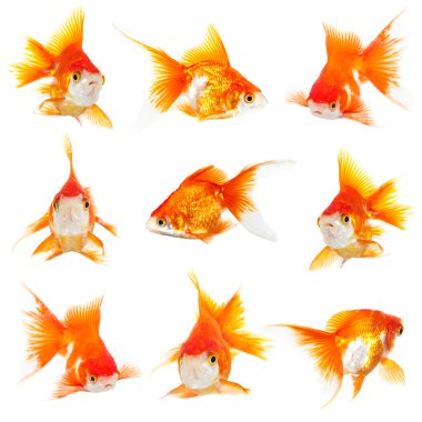 Gold small fishs clipart