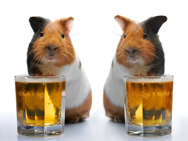 Гвінея-свиня і пиво — стокове фото