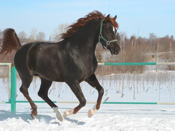 Cavalo pulante . — Fotografia de Stock