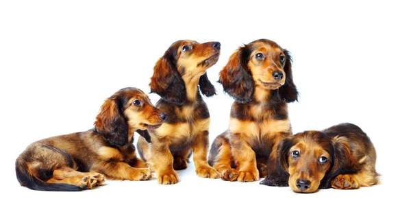 Puppys dachshund — Stock Photo, Image