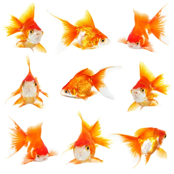 Arany kis fishs — Stock Fotó