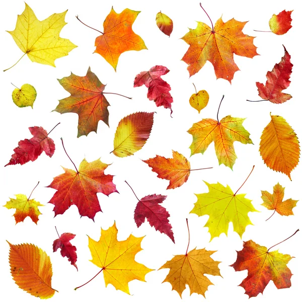 Осенние листья на белом фоне — стоковое фото