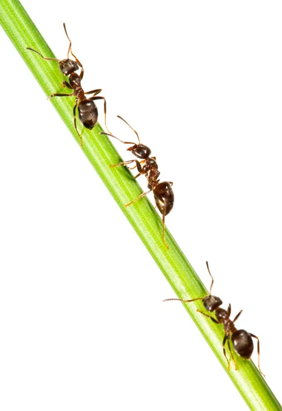 Mieren — Stockfoto