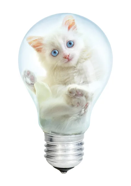 Elektrische lamp en kitten — Stockfoto