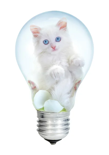Електрична лампа і кошеня — стокове фото