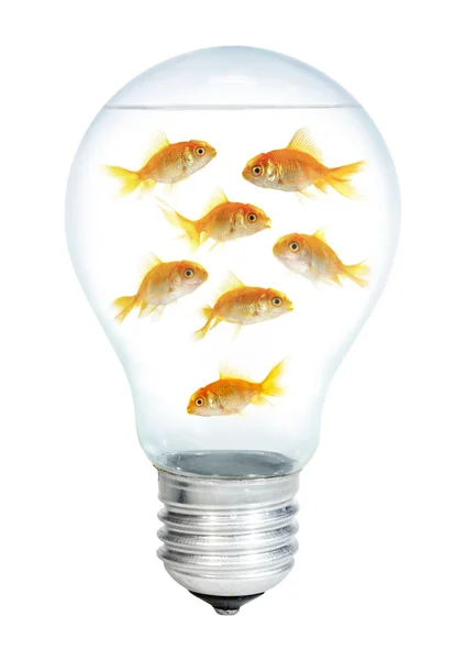 Золотая рыбка в лампочке — стоковое фото
