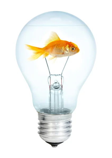 Zlatá rybka v žárovce — Stock fotografie