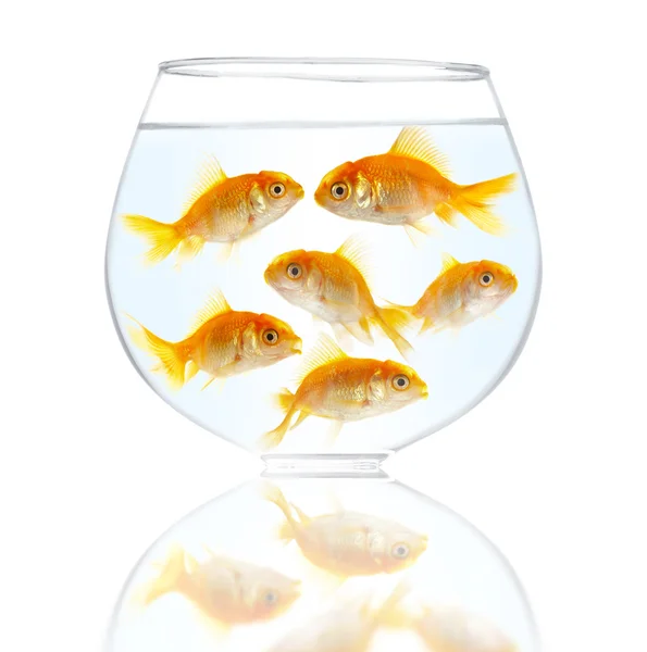Gold small fishes — Stock Photo, Image