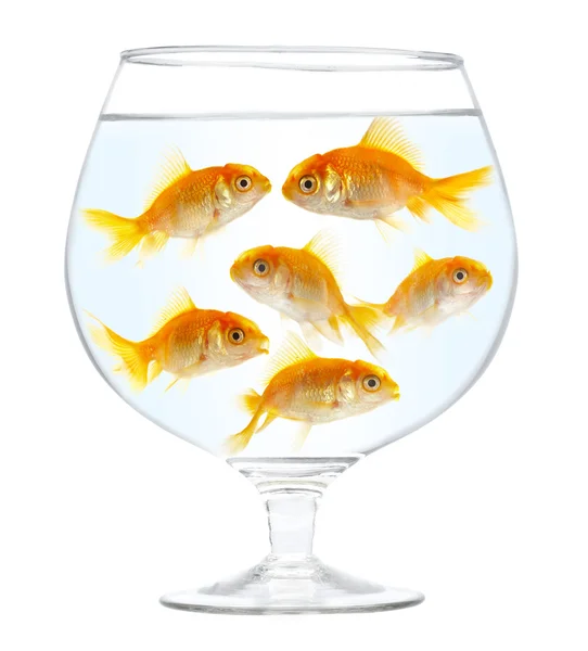 Gold small fishes — Stock Photo, Image
