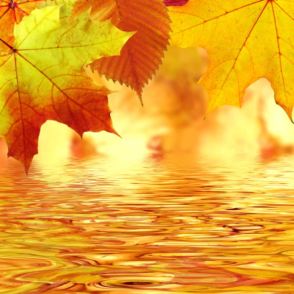 秋天的树叶在水 — 图库照片
