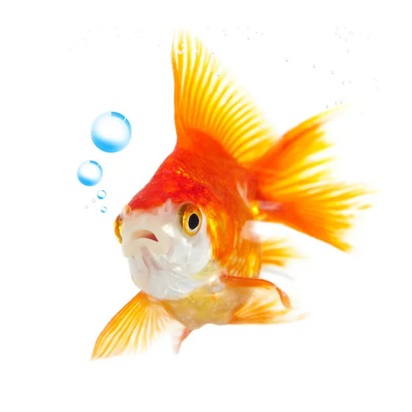 Goldfish and bubbles — Stock Photo, Image