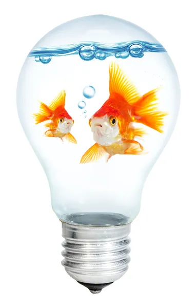 Gold small fish in light bulb — Stock Photo, Image