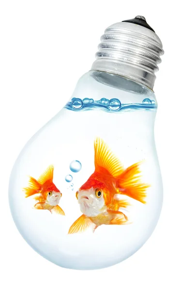 Золотая маленькая рыбка в лампочке на белом — стоковое фото