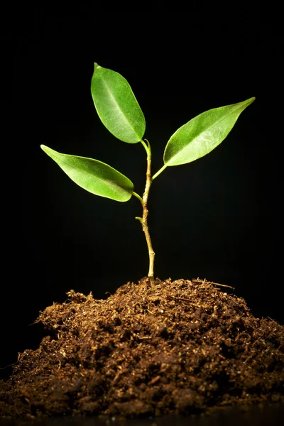 Young sprout on a black background — Stock Photo, Image