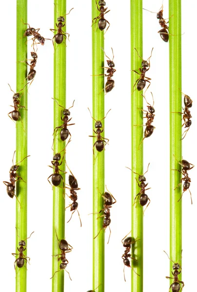 Karıncalar — Stok fotoğraf