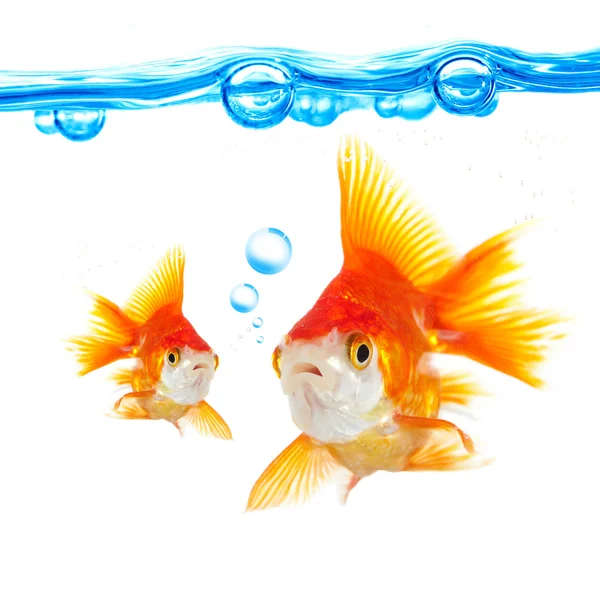 Peixe-dourado e bolhas Imagem De Stock