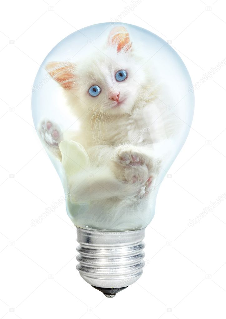 Electric lamp and kitten