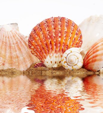 Sea cockleshells clipart