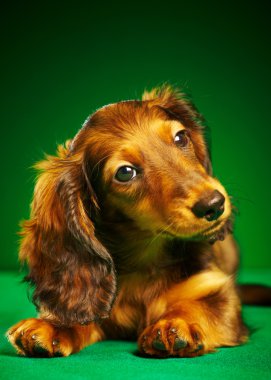 dachshund köpek