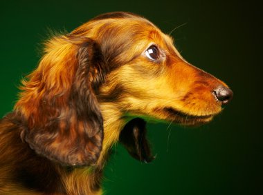 dachshund köpek