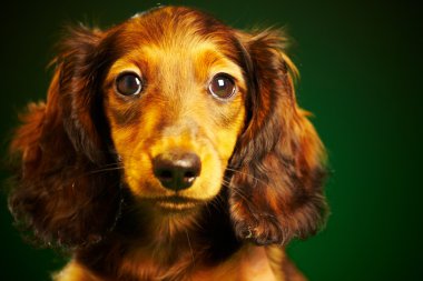 dachshund köpek