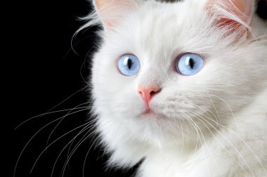 Portrait of a white cat clipart