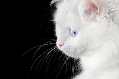 Beyaz bir kedinin portresi