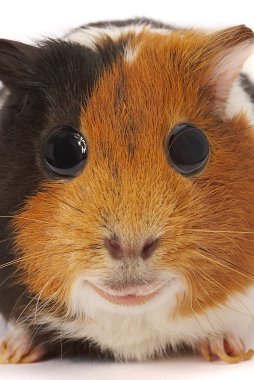 Portrait of a Guinea-pig. Macro a photo. clipart