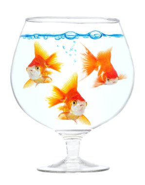 Aquarium with gold small fishes clipart