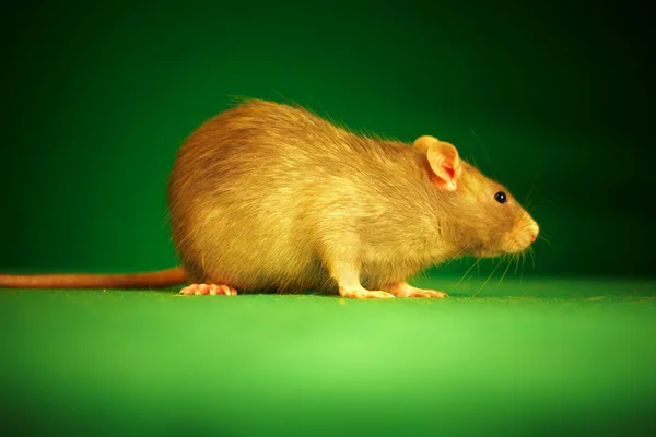 Крыса на зеленом фоне — стоковое фото