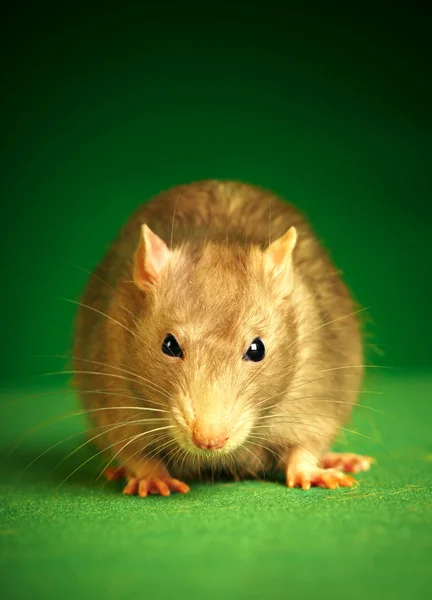 Rat op een groene achtergrond — Stockfoto