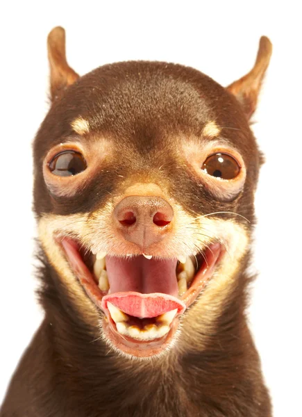 Russian toy-terrier.Ridiculous dog — Stock Photo, Image