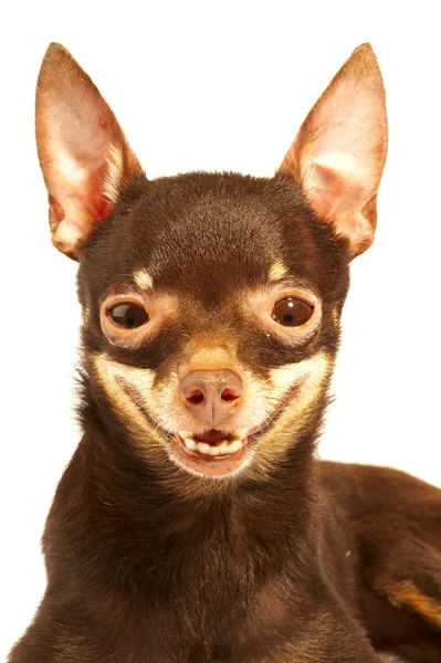Russian toy-terrier.Ridiculous dog — Stock Photo, Image