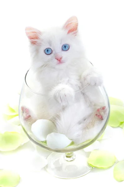 Gattino bianco in un bicchiere di vino di vetro . — Foto Stock