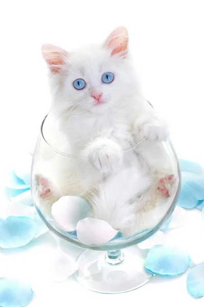 유리 와인의 유리에 흰색 고양이. — 스톡 사진