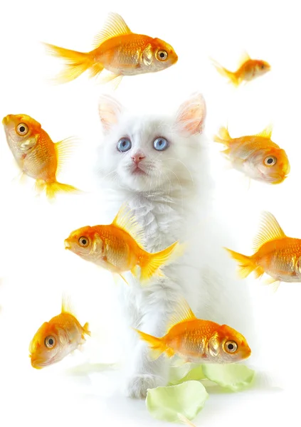 고양이 생선 — 스톡 사진