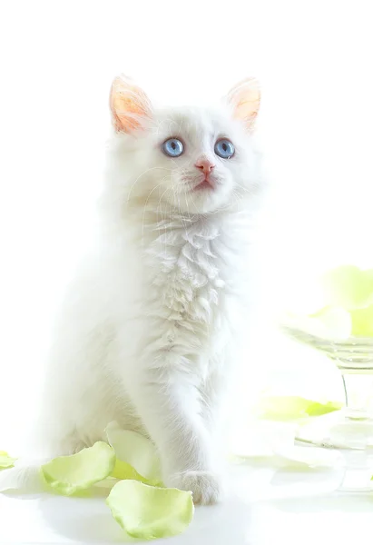 蓝眼睛的白猫. — 图库照片