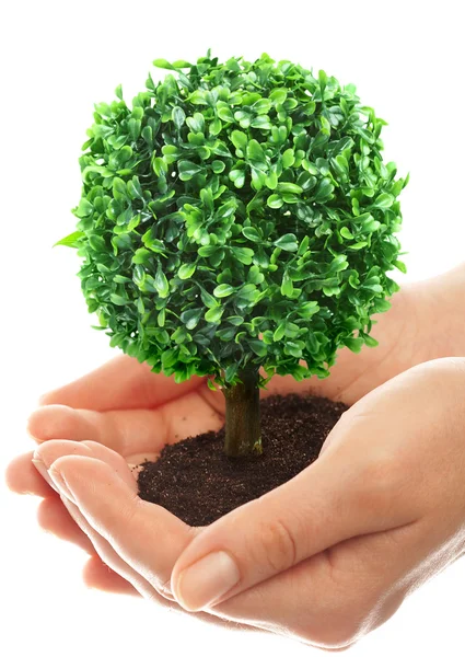 stock image Human hands and tree