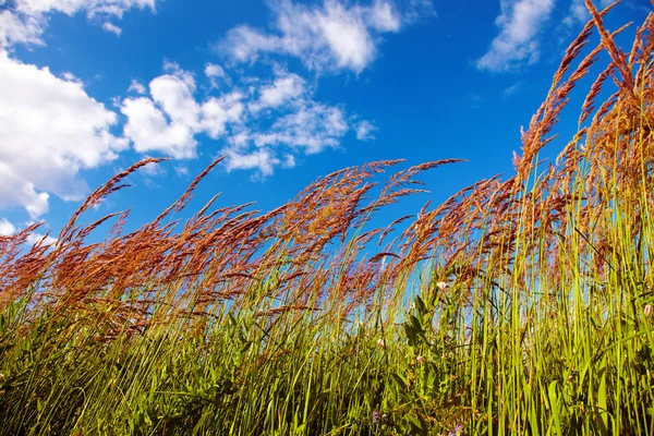 Stock image Grassy View