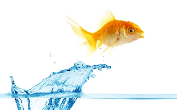 Gold small fish jumps out of water — Stock Photo, Image