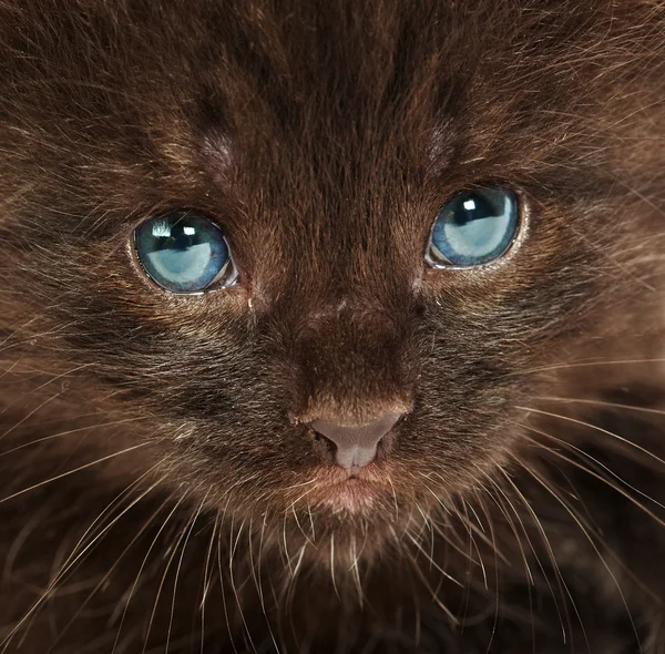 Portrét malého koťátka — Stock fotografie