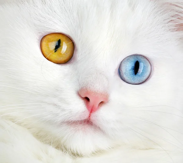 Retrato de ojos varicolores blanco c — Foto de Stock