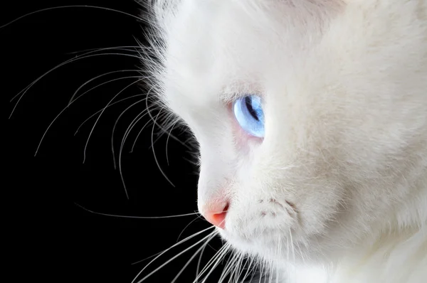 Πορτρέτο μιας λευκής γάτας — Φωτογραφία Αρχείου
